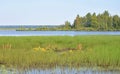 Wetland lake Sestroretsky Razliv.