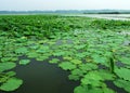Wetland. lake water. water grass. lotus root. flowers.
