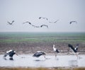 Wetland landscape of beautiful oriental white stork