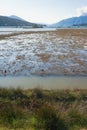 Wetland landscape. Montenegro, Tivat Salina Tivatska Solila . Halophytic vegetation