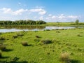 Wetland landscape of nature reserve Tiendgorzen in Haringvliet e