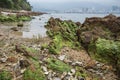 Wetland lichen Royalty Free Stock Photo