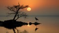 wetland mangrove forest landscape