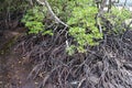 Wetland Mangroves