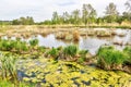 Wetland Marsh at Dale Hodges Park in Calgary, Alberta, Canada