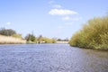 Wetland or marshland with reeds Royalty Free Stock Photo