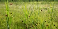 Wetland meadow with sanguisorba officinalis