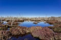 Wetland at a natural reserve with a dense saltmarsh Royalty Free Stock Photo