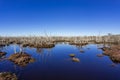 Wetland at a natural reserve with a dense saltmarsh Royalty Free Stock Photo