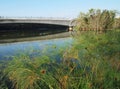 Wetland nature park in the city Royalty Free Stock Photo