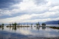 Wetland near the sea