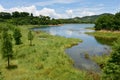 Wetland Royalty Free Stock Photo