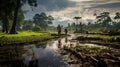 wetland peat swamp landscape