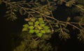 Wetland pond. Green freshwater algae