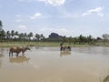 Wetland Puddling for Rice Transplanting with Buffalo