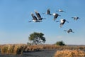 Wetland red-crowned cranes fly overhead