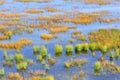 Wetland in Ruoergai automn