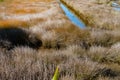 Wetland or saltmarsh with densely growing oio reed and drain with heron wading