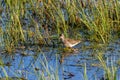 Wetland with an Sandpiper among the grass