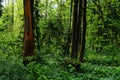 Wetland scene with thick undergrowth