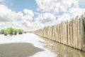Wetland shore protection using bamboo wall