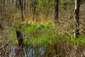 A small wetland in early spring Royalty Free Stock Photo