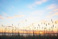 a wetland during sunset with cattail silhouettes against the sky