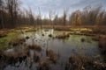 wetland teeming with life, from tiny insects to birds and reptiles