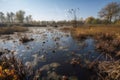 wetland teeming with life, from tiny insects to birds and reptiles