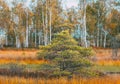 Wetland. View On Natural Swamp. Nature Reserve At Autumn Sunny Day. Coniferous Trees At Bog