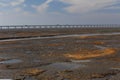 Wetland of the yellow gold seaweed, the longest bridge in the world by the hangzhou bay