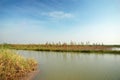 Wetlands Royalty Free Stock Photo