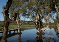 Wetlands