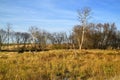 Wetlands along a stream and meadow having undergone streambank restoration and stabilization Royalty Free Stock Photo