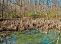 Wetlands Area along Crabtree Creek in Raleigh