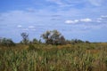 Wetlands in the area Maliy Sasik Lake Royalty Free Stock Photo