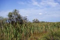 Wetlands in the area Maliy Sasik Lake Royalty Free Stock Photo