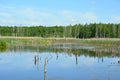 Wetlands in Belarus with the forest at sunny day.