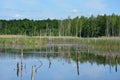 Wetlands in Belarus with the forest at sunny day.