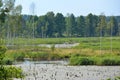 Wetlands in Belarus at sunny day.