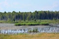 Wetlands in Belarus at sunny day.