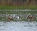 Wetlands birds in Costa Rica Royalty Free Stock Photo