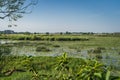 Wetlands of Cedynia Landscape Park in the valley of Oder River Royalty Free Stock Photo