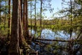 Wetlands in the Corkscrew Swamp Sanctuary Royalty Free Stock Photo