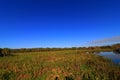 Wetlands Royalty Free Stock Photo