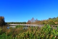 Wetlands Royalty Free Stock Photo