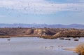 Wetlands in a desert landscape, herd of birds flying, flamingos fishing in the water, mountains and hills at the background. Lots