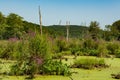 Wetlands Destroyed by Purple Loosestrife and excessive Duckweed