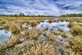 Wetlands in drente the netherlands with a forrest in the background Royalty Free Stock Photo