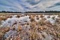 Wetlands in drente the netherlands with a forrest in the background Royalty Free Stock Photo